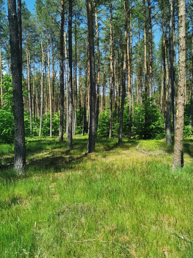 Kaszuby W Ostoja Bukowo - U Malgoski Domek 6 Z Widokiem Na Las I Internetem Villa Borowy Mlyn Kültér fotó